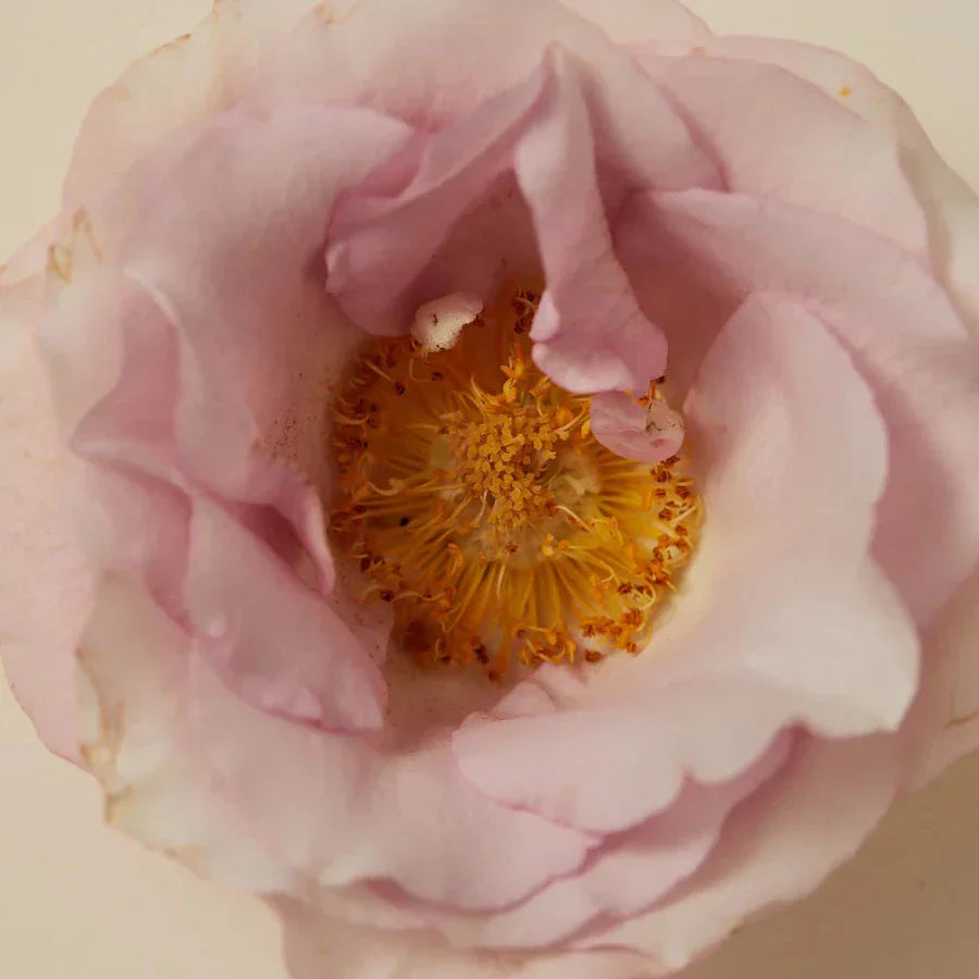 Smoking Rose Scented Oil Roller Ball 15ml