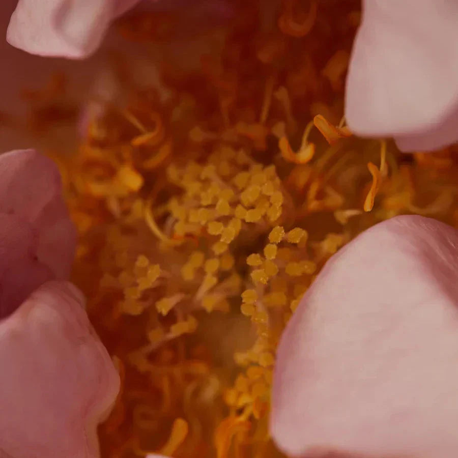 Souq Scented Oil Roller Ball 15ml