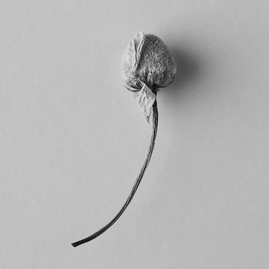 Lavender, Chamomile & Geranium Facial Mist