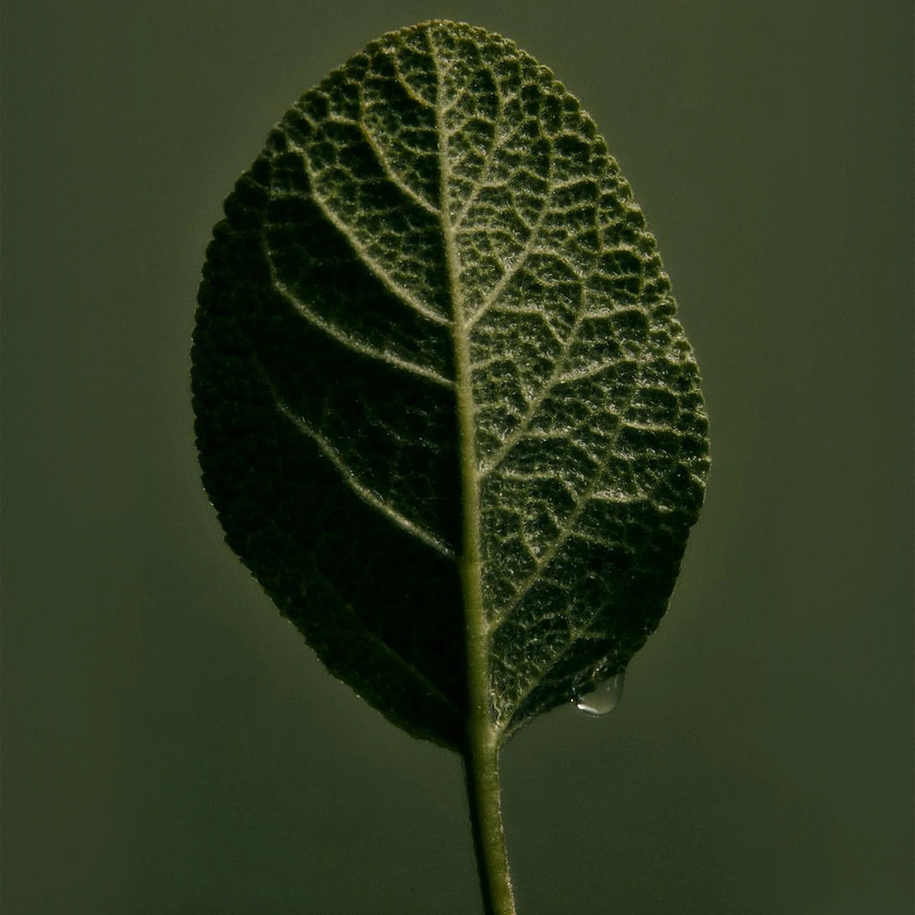 Adriatic Muscatel Sage Rich Cream