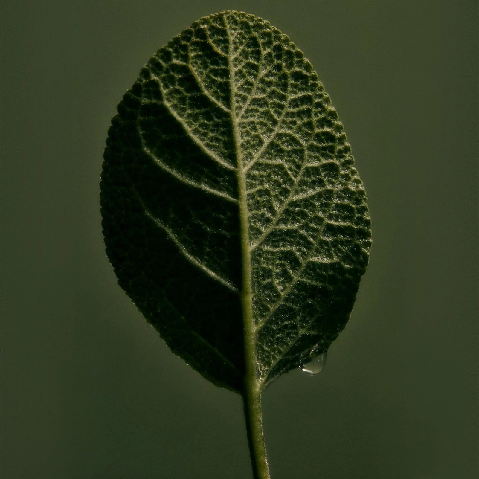 Adriatic Muscatel Sage Rich Cream